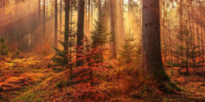 Høstsalg- opptil 50 %